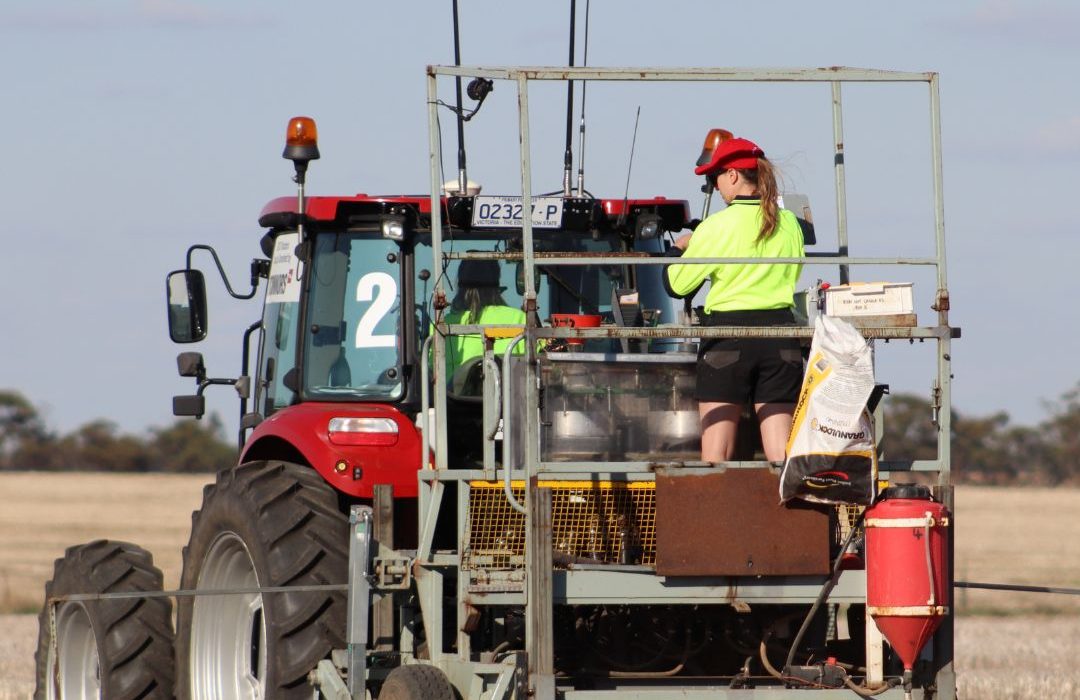 Deep sowing and long coleoptile varieties
