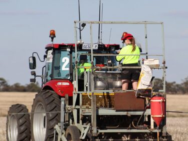 Deep sowing and long coleoptile varieties