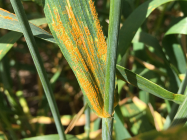 BCG disease research 2023