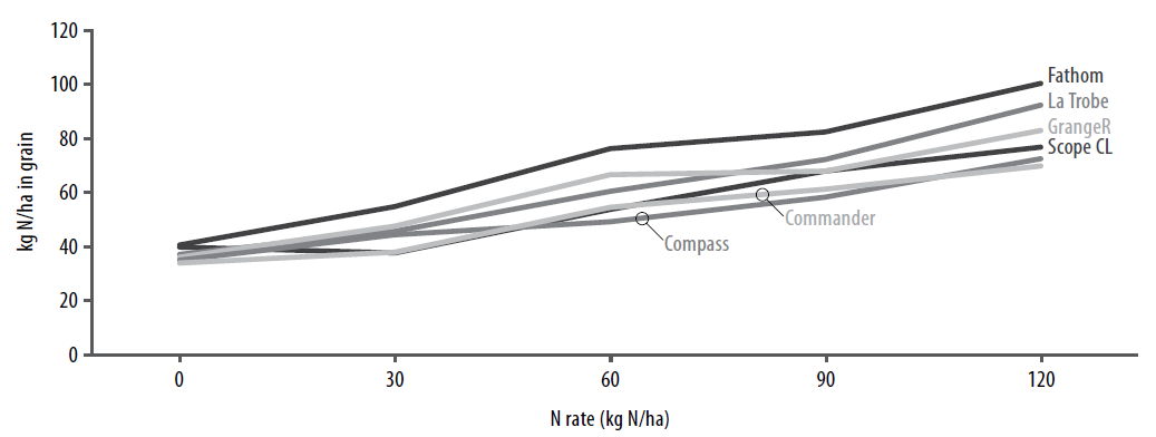 Barley response to N applied at sowing figure 6