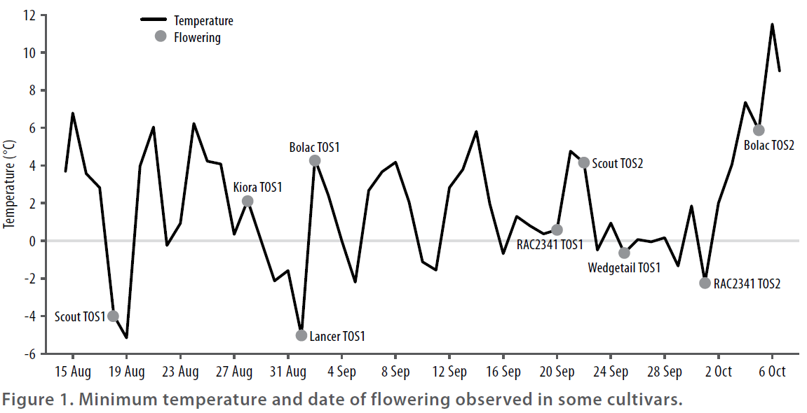 Early sowing of wheat - 2015 BCG SRR - Figure 1 - Minimum temperature and date of flowering observed in some cultivars