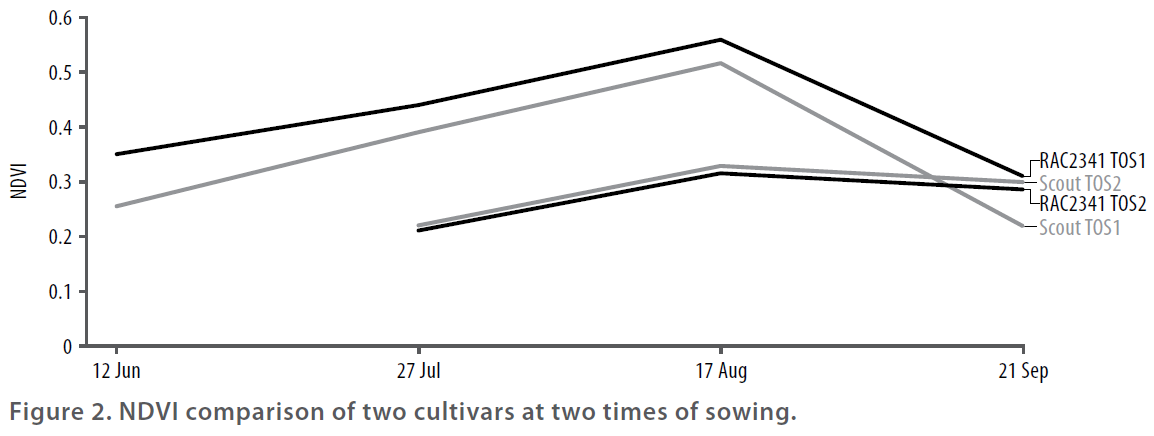 Early sowing of wheat - 2015 BCG SRR - Figure 2 - NDVI comparison of two cultivars at two times of sowing
