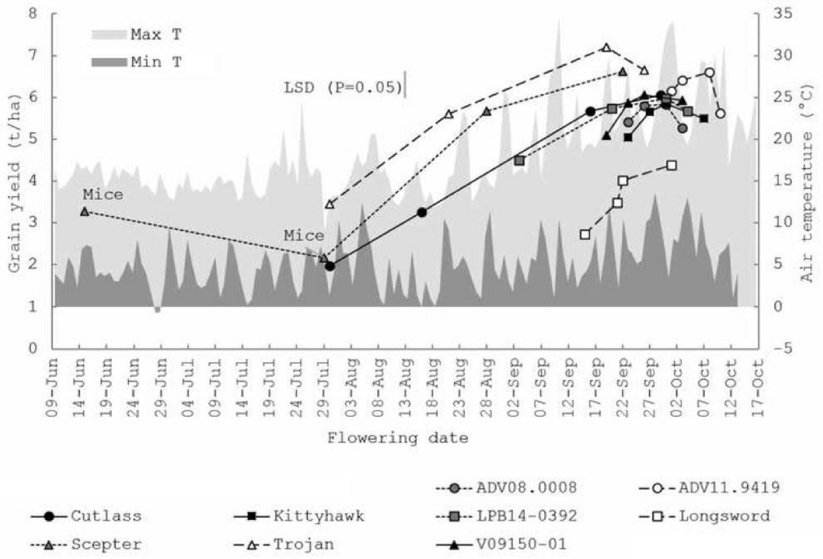 Figure 1. Temperature, flowering date and yield for four times of sowing at Curyo. Note: four positions on a single line indicate the four times of sowing in sequence. Stats: Cultivar x TOS P<0.001, LSD=0.62t/ha, CV=7.8%.