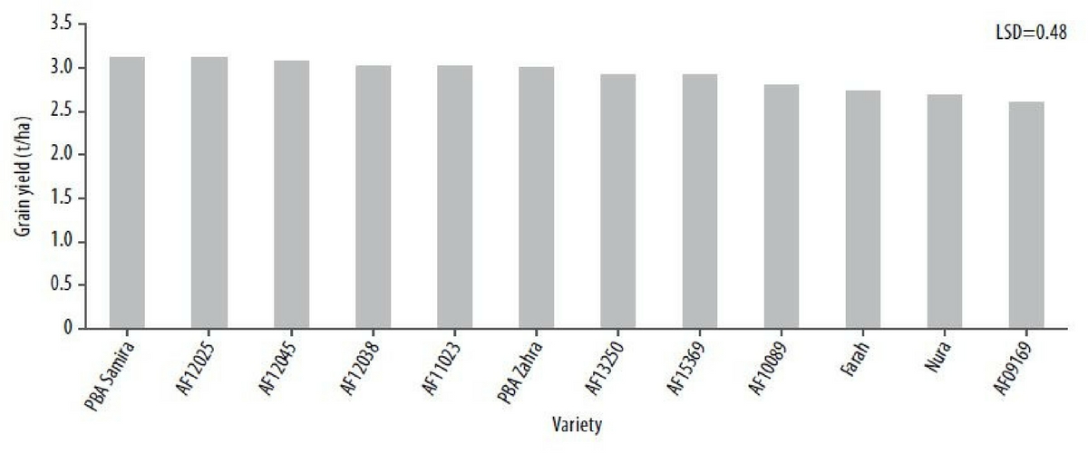 Figure 1. Grain yield of faba beans sown at Curyo in a trial focusing on lines with improved drought resistance in 2017.