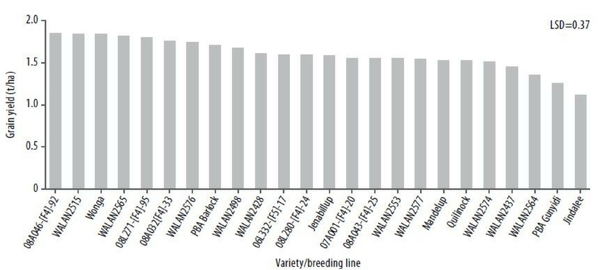 Figure 2. Grain yield of lupin breeding lines and varieties sown at Ouyen in 2017 focusing on lines with improved adaptation to Mallee conditions.