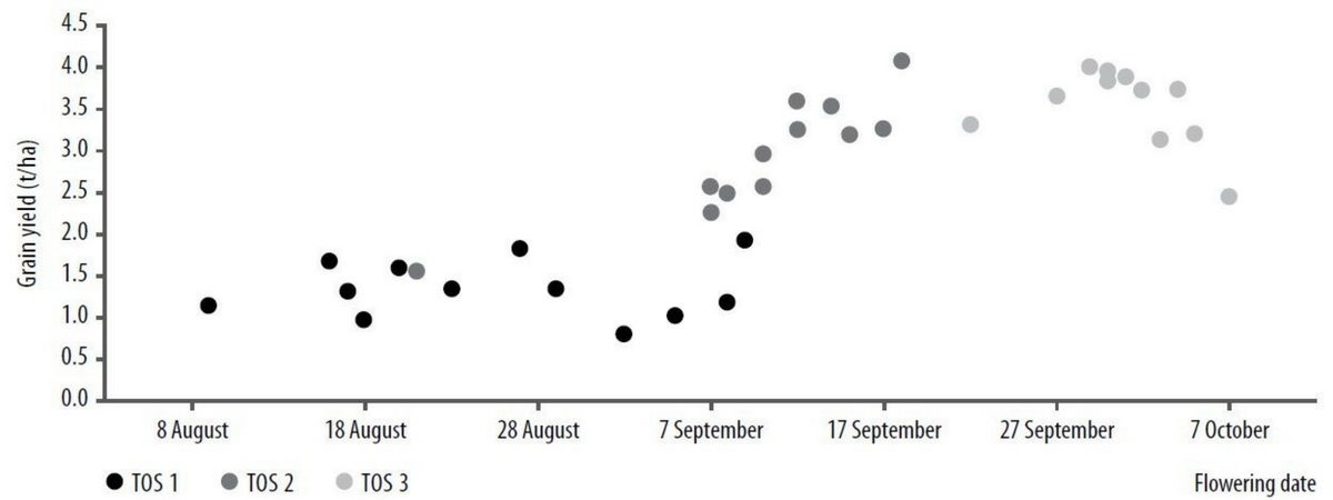 Figure 3. The interaction between flowering date and grain yield between the different sowing times.