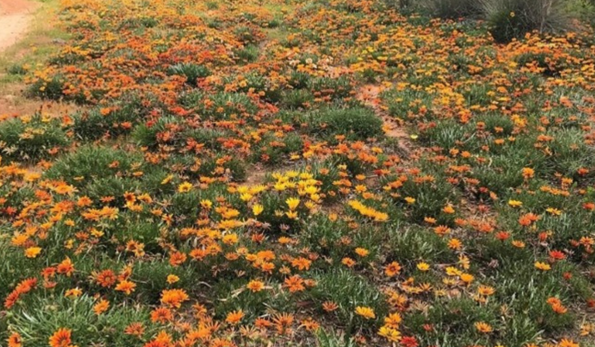 Protocol to collect Gazania seeds