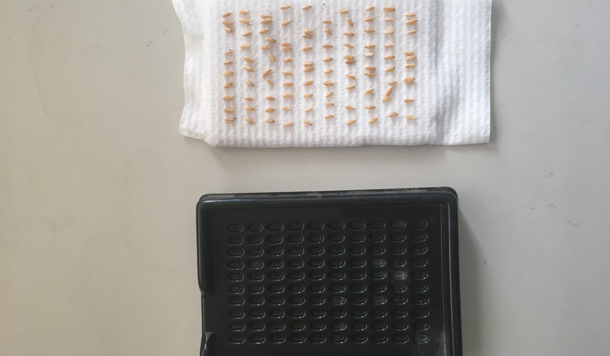 How to conduct a germination test