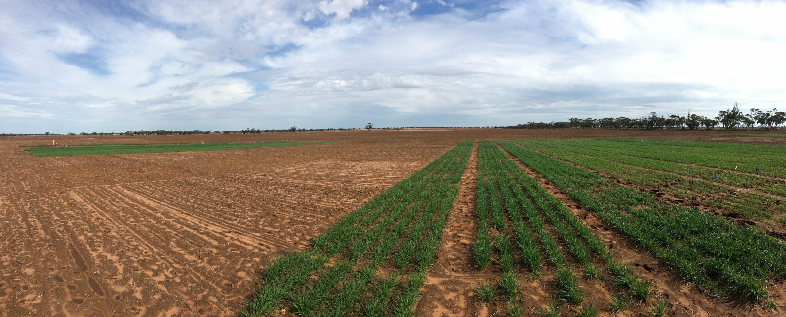 Early wheat Curyo 2017