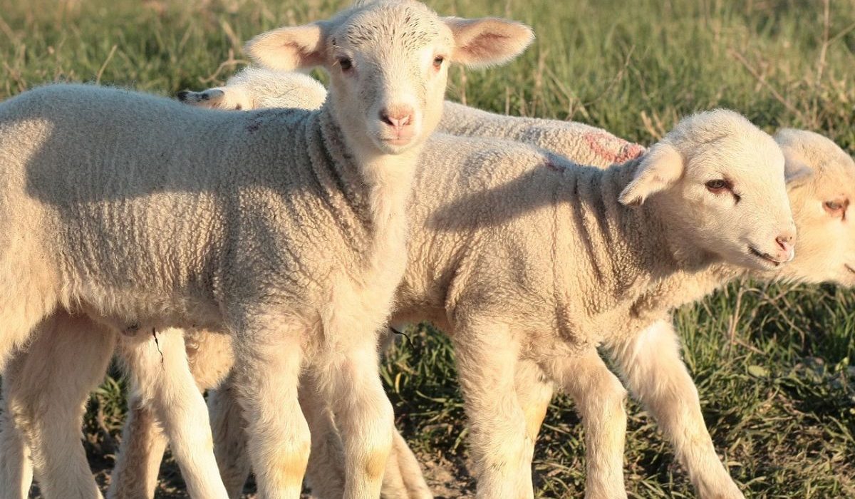 Lambing in a late break