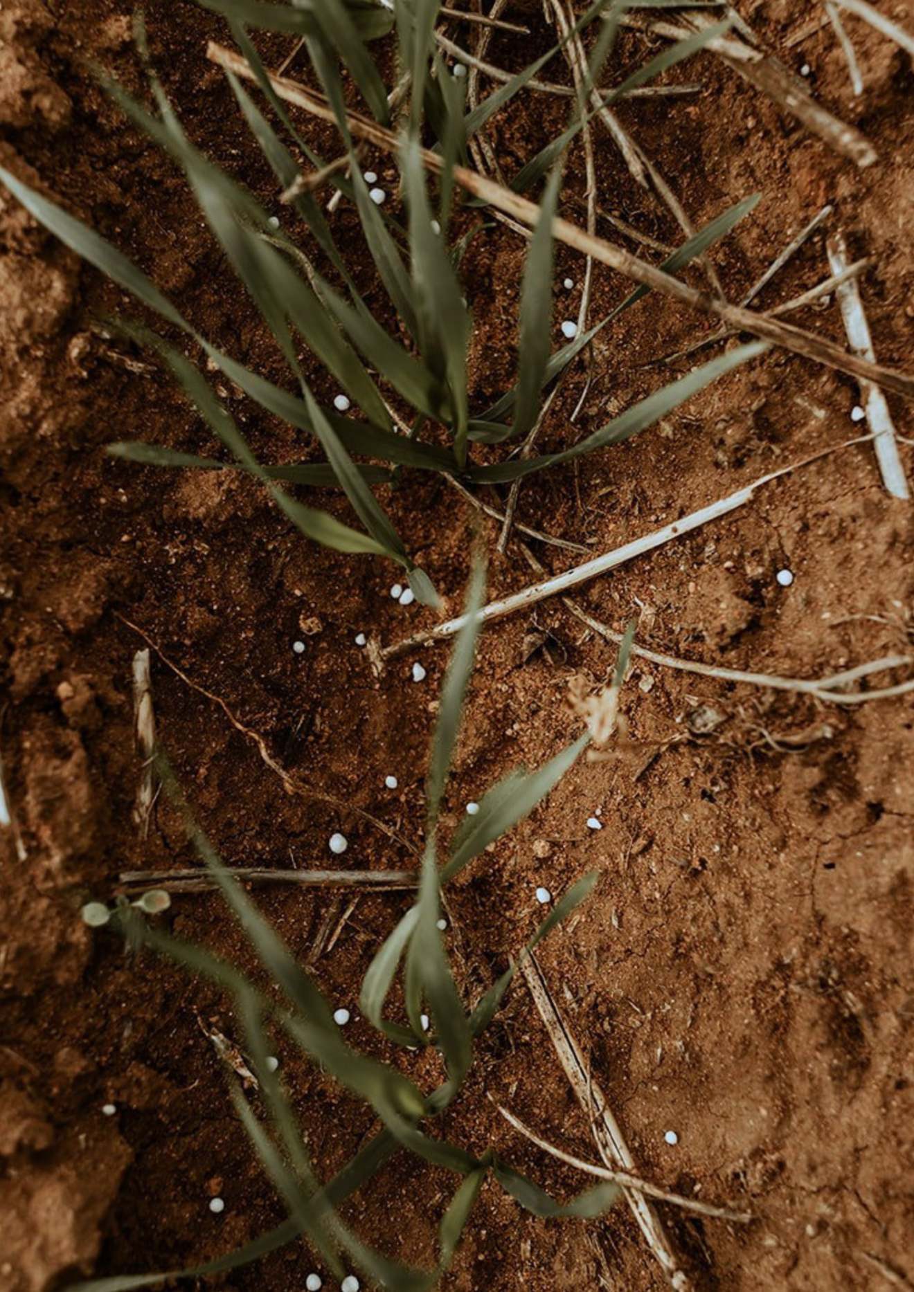 Soil Test Interpretation - Nitrogen and Phosphorous | Birchip Cropping ...