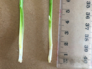 Early wheat March 15 sowing