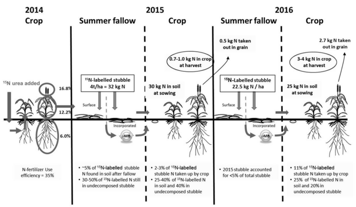 Figure 1. Fate of nitrogen from cereal stubble in stubble retained systems in the following cereal crops at Horsham, Victoria. MB = microbial biomass.