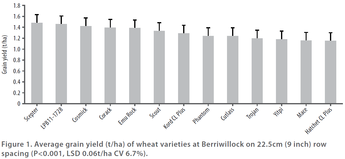 Wheat varieties in 2015 - Figure 1 - Average grain yield of wheat varities at Berriwillock on 9 inch row spacing