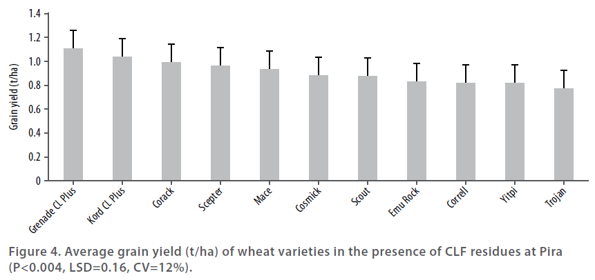 Wheat varieties in 2015 - Figure 4 - Average grain yield of wheat varieties in the presence of CLF residues at Pira