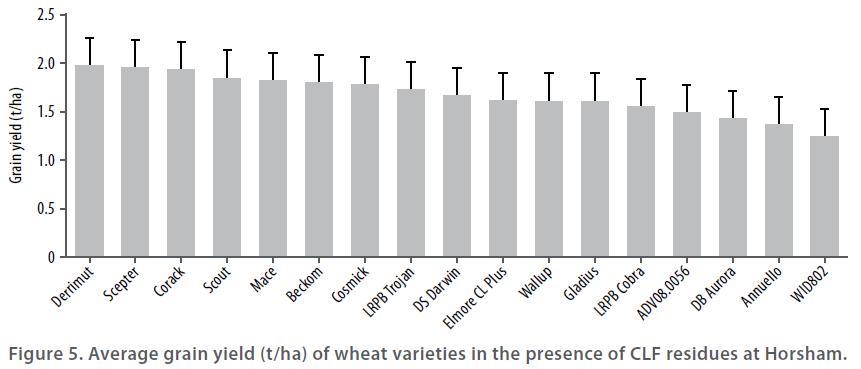 Wheat varieties in 2015 - Figure 5 - Average grain yeild of wheat varieties in teh presence of CLF residues at Horsham