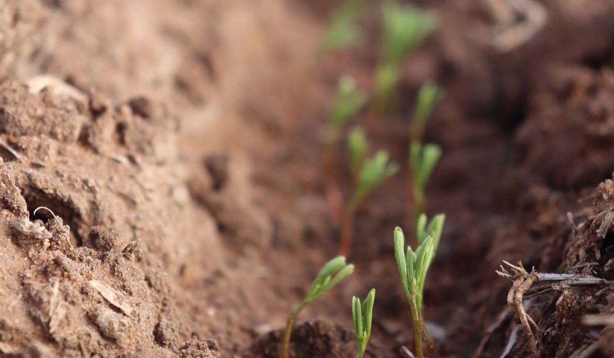 Slow Crop Growth – Can I ‘Catch My Crop Up with Nitrogen?'