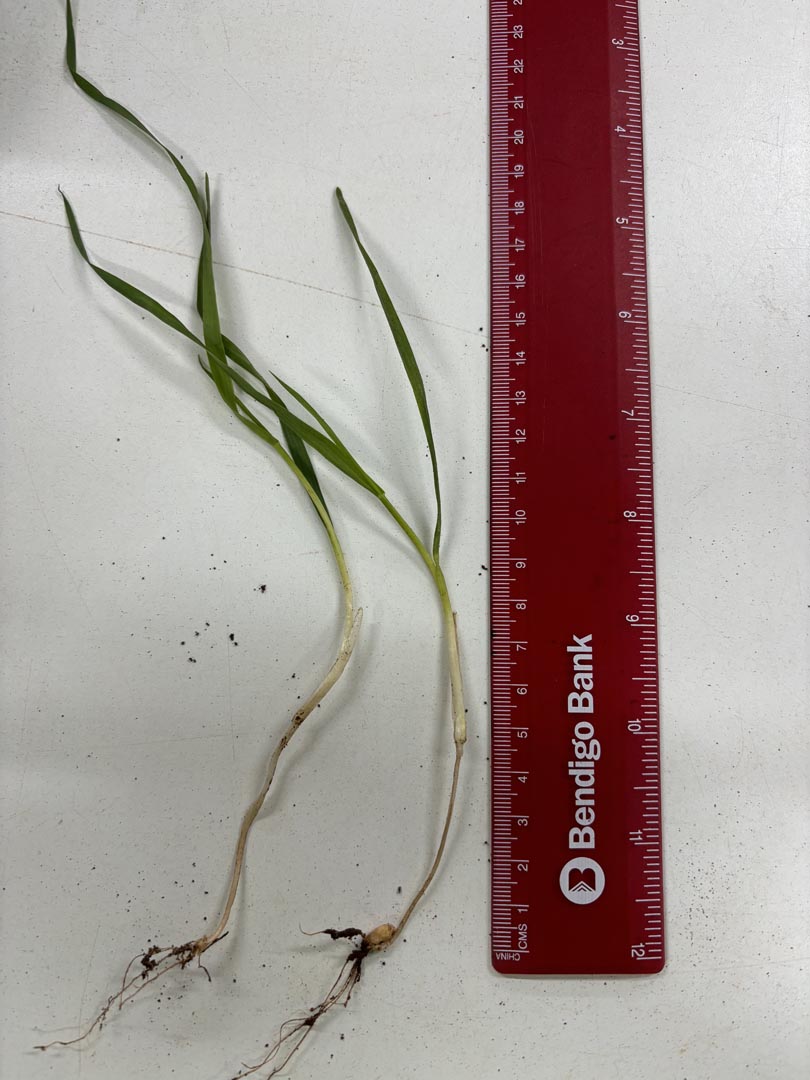 Long coleoptile wheat