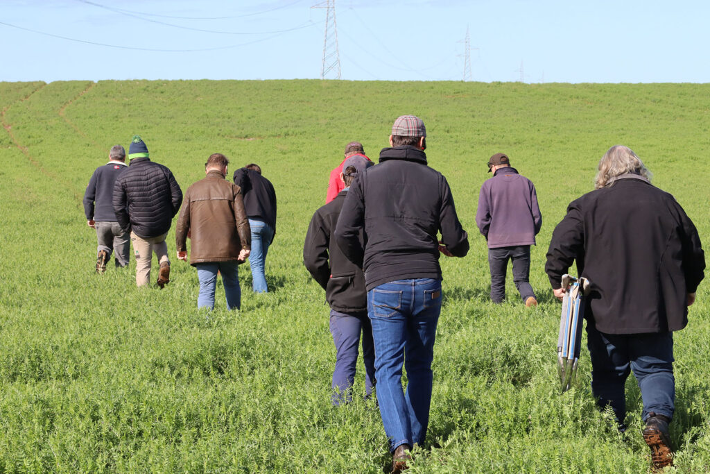 Farmers walking through a vetch crop in Ouyen during a crop walk