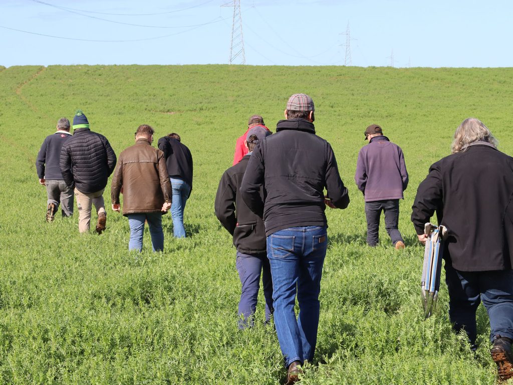 Farmers walking through a vetch crop in Ouyen during a crop walk