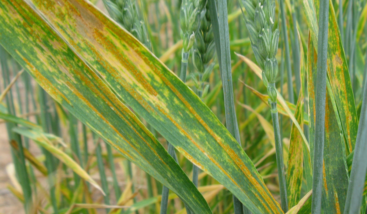 stripe rust