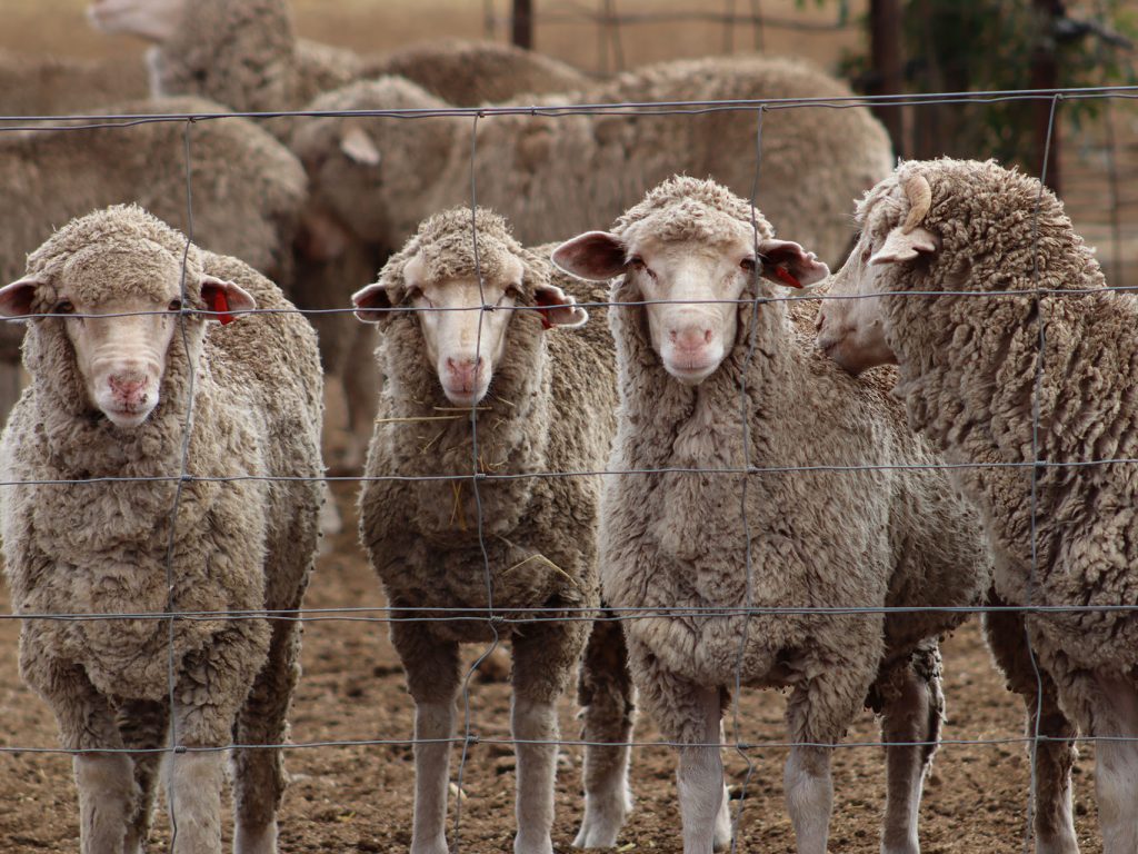 Managing lamb growth rates and weaning