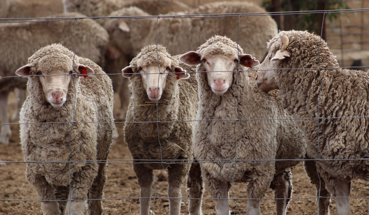 Managing lamb growth rates and weaning