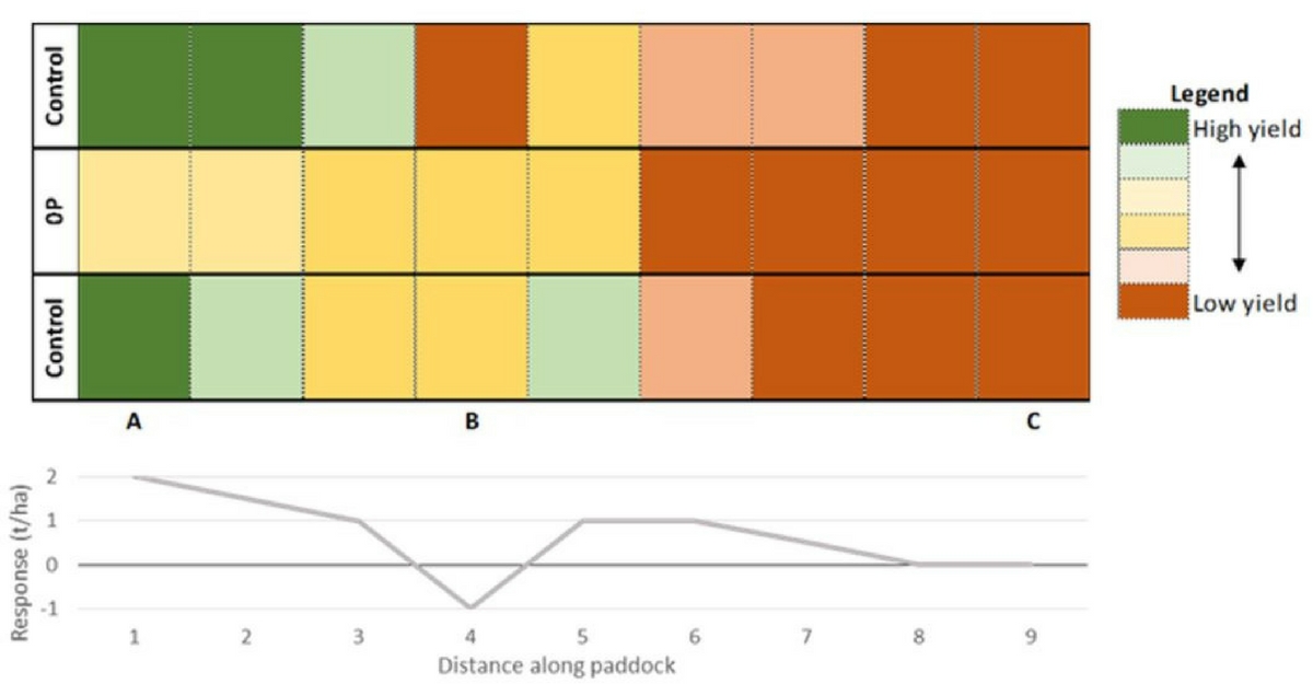 Figure 1. An example of trial interpretation. Two control strips with a farmer practice rate of P are either side of a 0P strip. All strips have comparable nitrogen rates. Response is determined by subtracting the 0P yield from the control average. Point A has a high P response, point C has no apparent P response. Point B appears to have a negative P response, but this is due to a small, low yielding area in a single control strip which may be due to uncontrolled, small scale variability e.g. a crabhole.